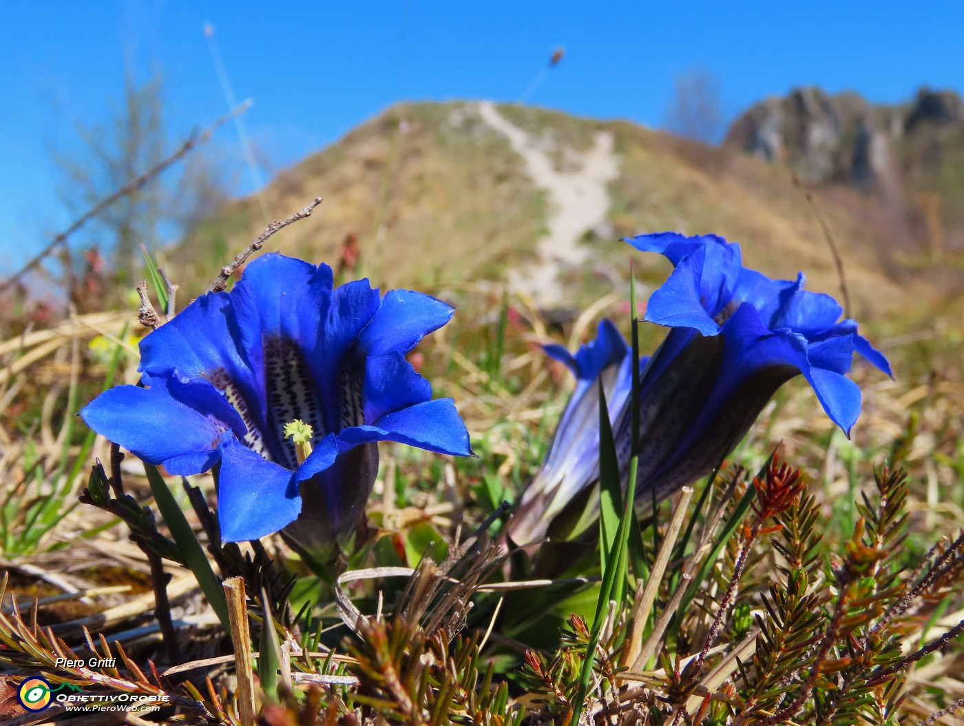 46 Gentiana Clusii (Genziana di Clusio).JPG